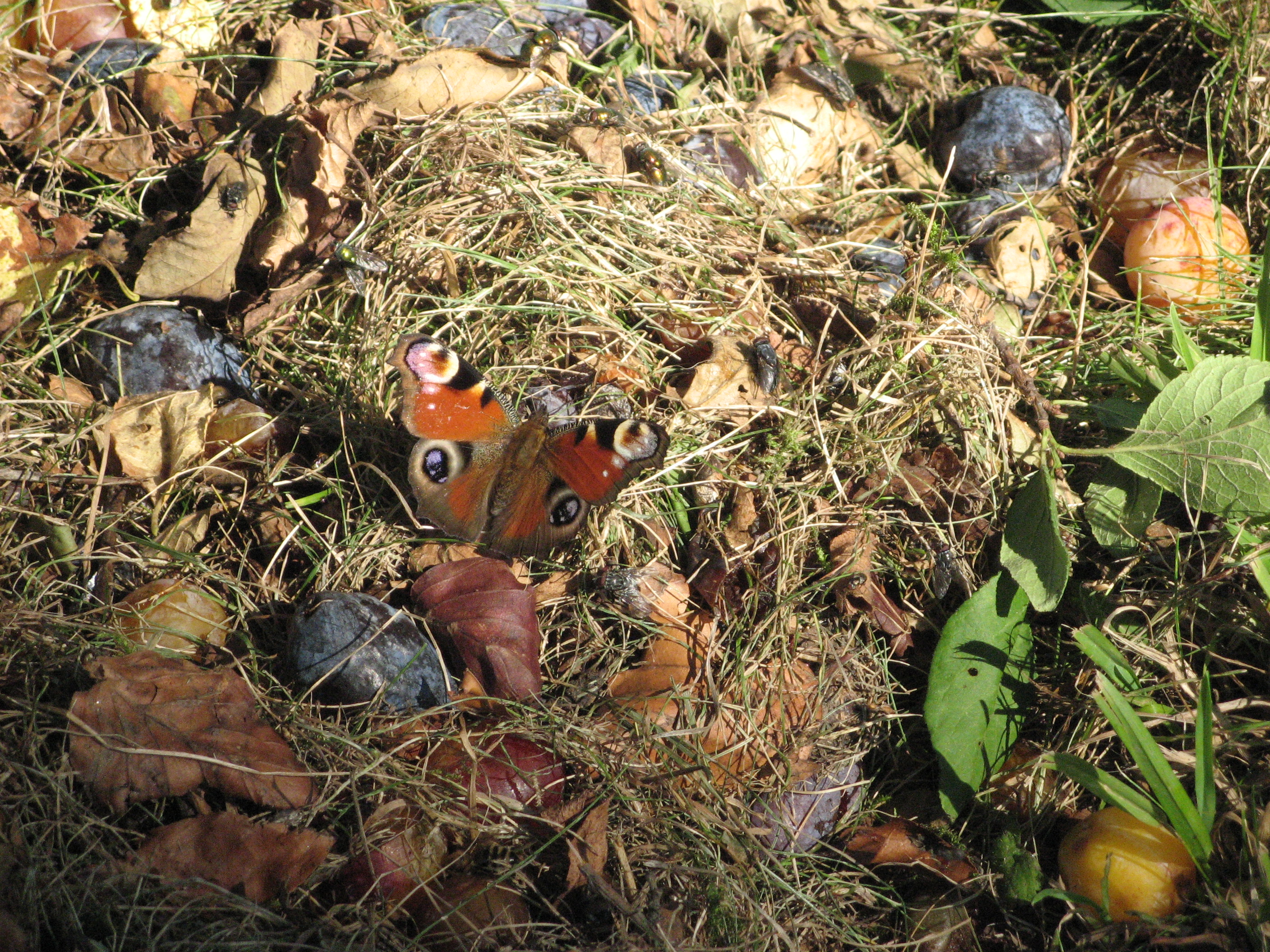 klikni pro velký obrázek