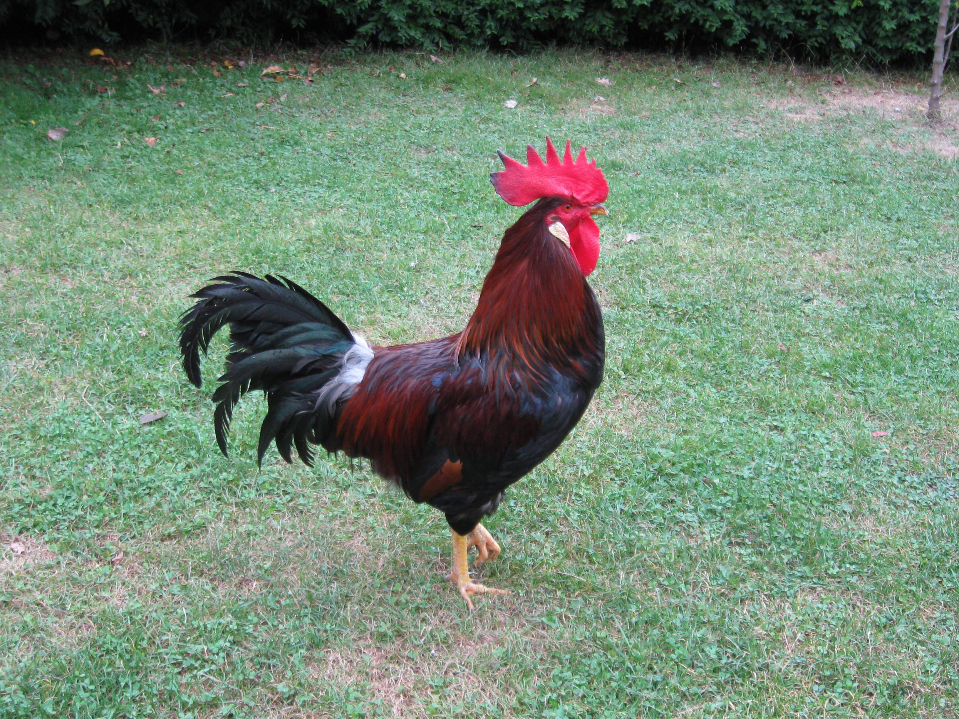 klikni pro velký obrázek