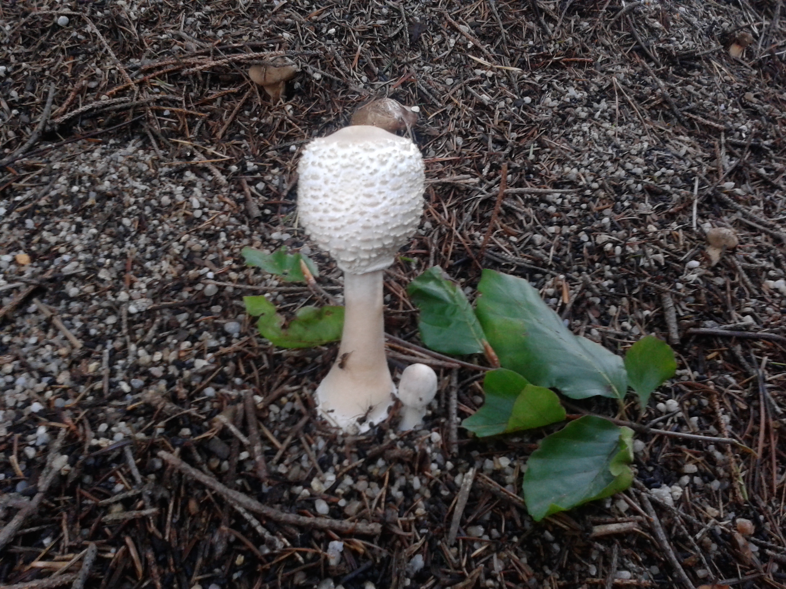 klikni pro velký obrázek