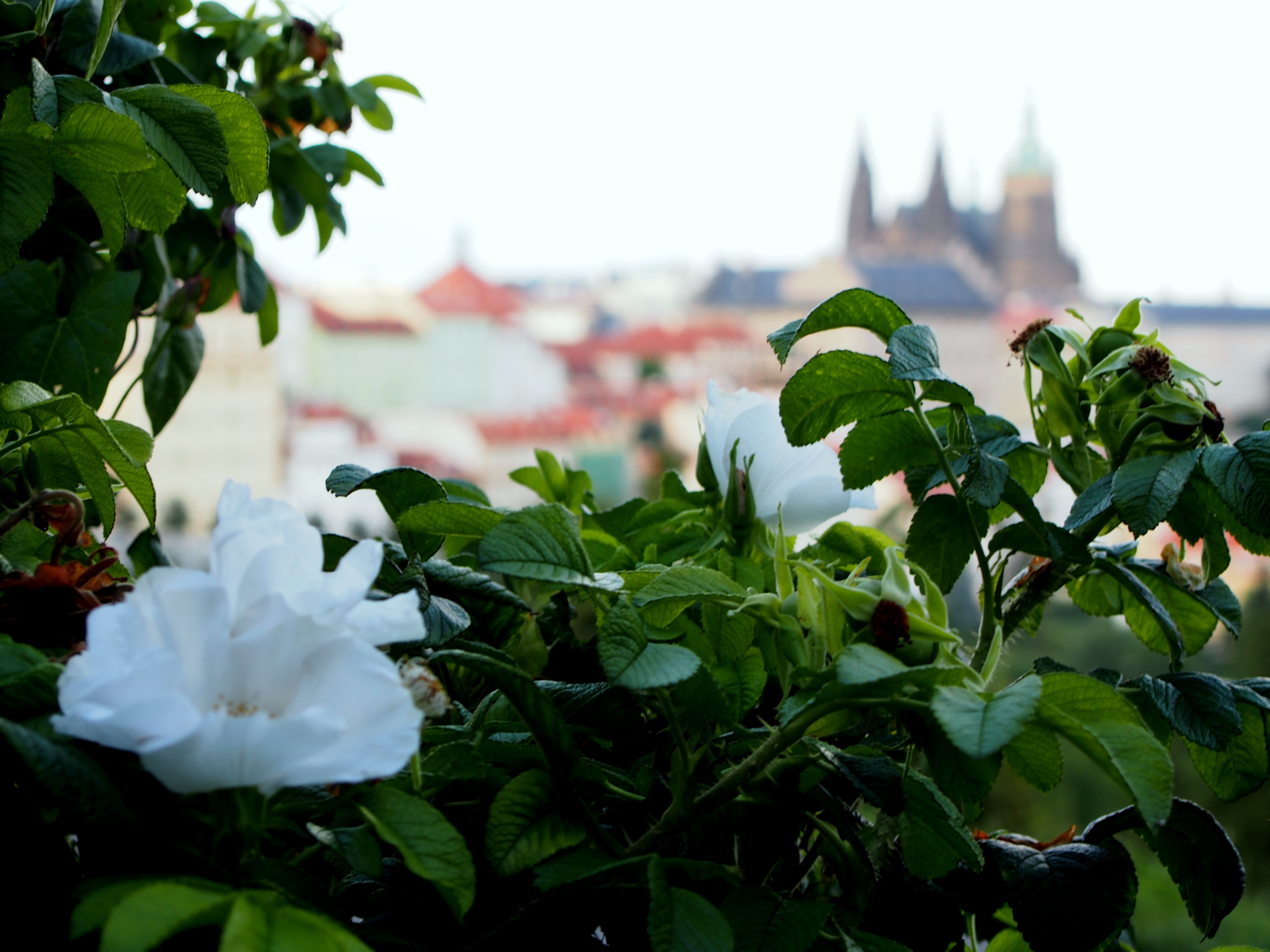 klikni pro velký obrázek