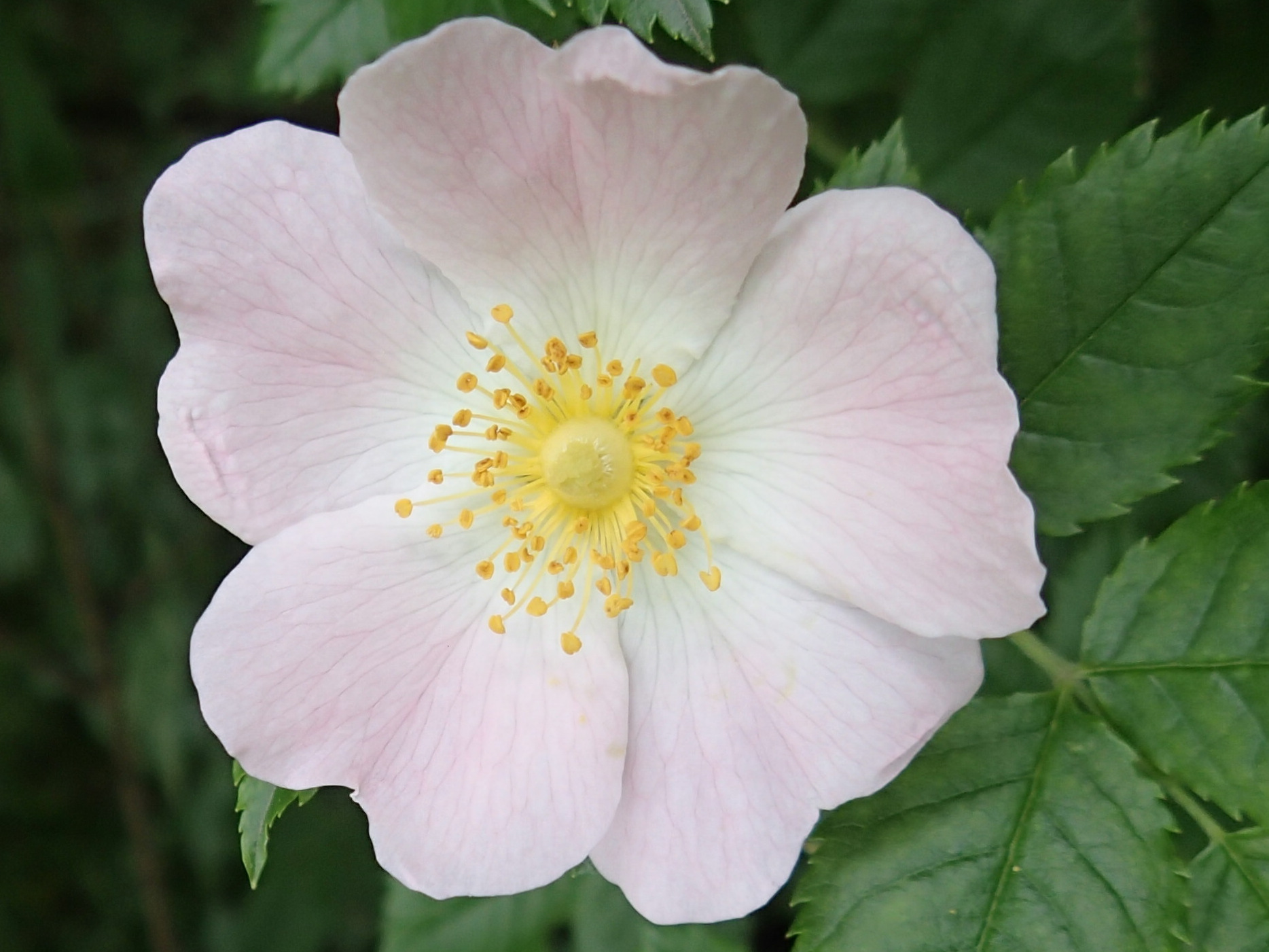 klikni pro velký obrázek