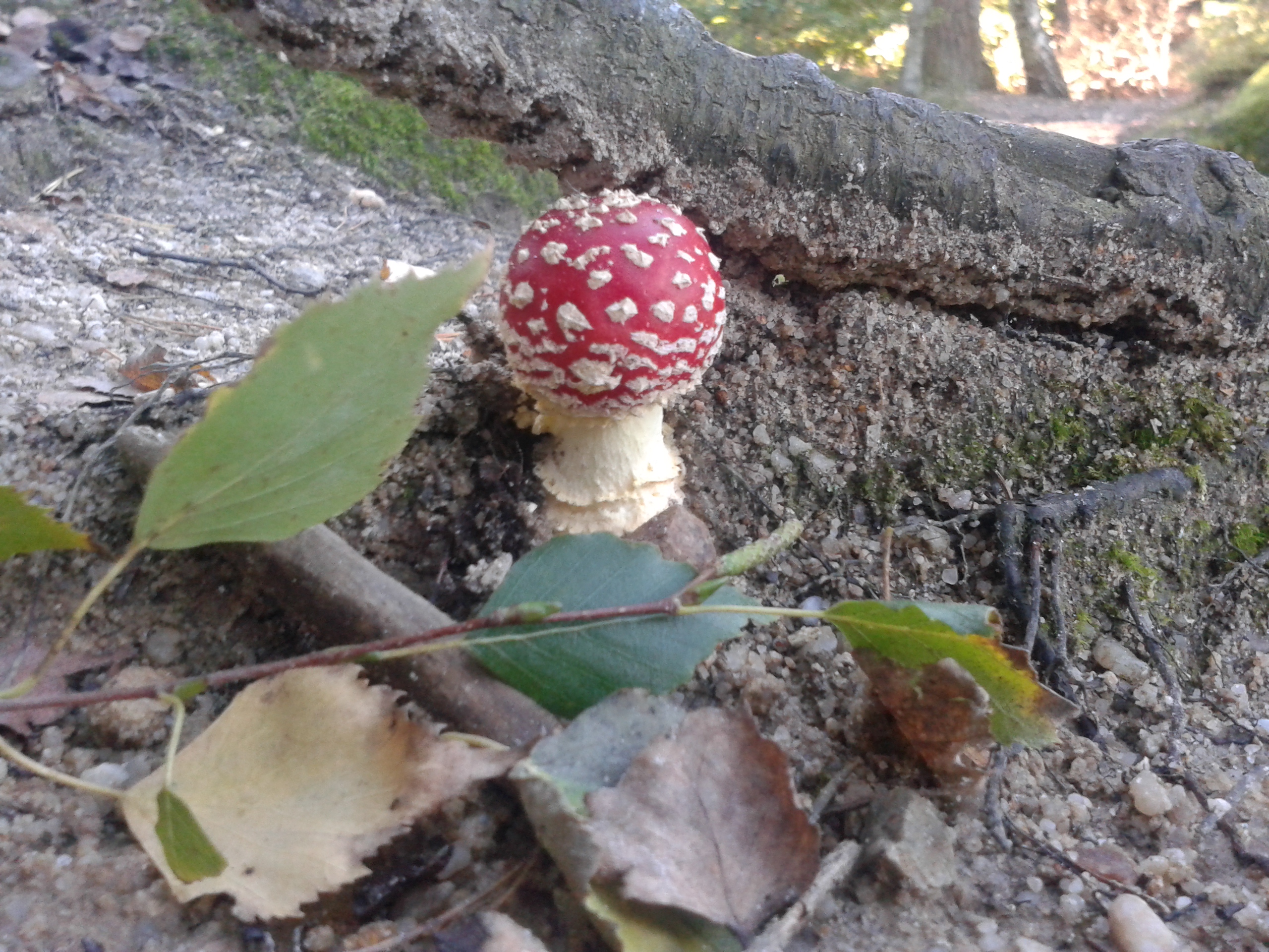 klikni pro velký obrázek